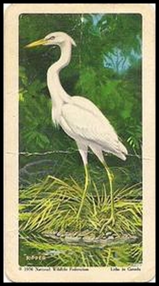 40 Great White Heron